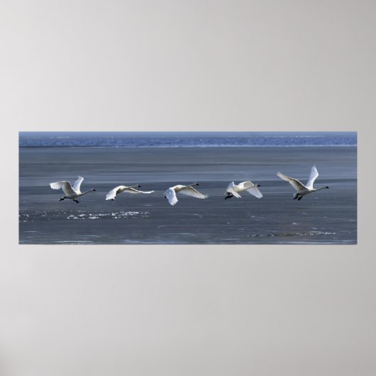 Toendra Swan Icy Takeoff Poster (Voorkant)