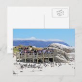 Toeristen van het strand van Boulders kijken naar Briefkaart (Voorkant / Achterkant)