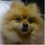 Toffee de Pommeren Fotobeeldje Ornament<br><div class="desc">Dit is mijn pommerse hond Toffee.</div>