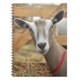 Toggenburg Dairy Goat Doe Notitieboek