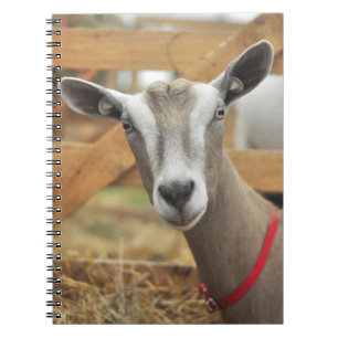 Toggenburg Dairy Goat Doe Notitieboek
