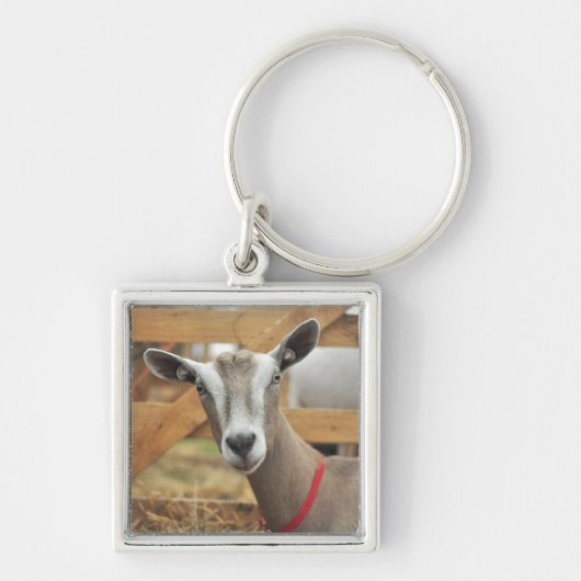 Toggenburg Dairy Goat Doe Sleutelhanger (Voorkant)
