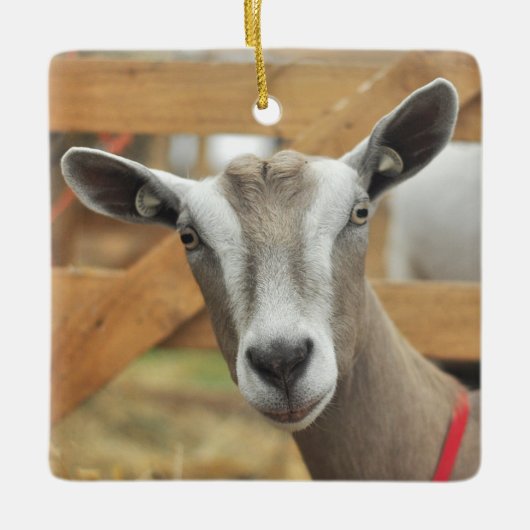 Toggenburg Dairy Goat Keramisch Ornament (Voorkant)