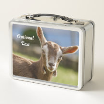 Toggenburg Dairy Goat Kind