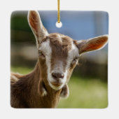 Toggenburg Dairy Goat Kind Keramisch Ornament (Achterkant)