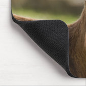 Toggenburg Dairy Goat Kind Muismat (Hoek)