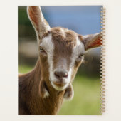 Toggenburg Dairy Goat Kind Planner (Achterkant)