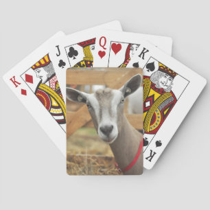 Toggenburg Dairy Goat Pokerkaarten
