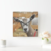 Toggenburg Dairy Goat Vierkante Klok (Huis)