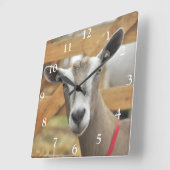 Toggenburg Dairy Goat Vierkante Klok (Hoek)