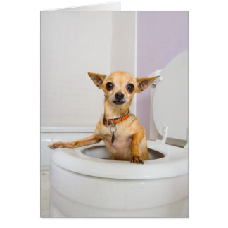 Toilet Bowl (water weggelekt)