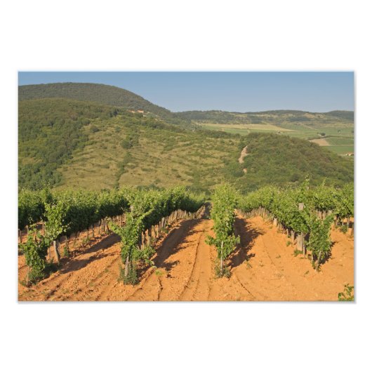Tokaj wijngaarden, Hongarije Foto Afdruk (Voorkant)