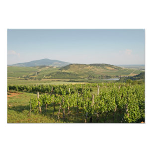 Tokaj wijngaarden, Hongarije Foto Afdruk