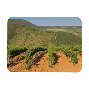 Tokaj wijngaarden, Hongarije Magneet