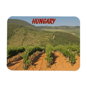 Tokaj wijngaarden, Hongarije Magneet