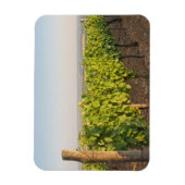 Tokaj wijngaarden, Hongarije Magneet (Verticaal)