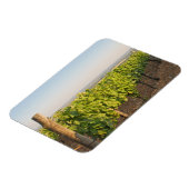 Tokaj wijngaarden, Hongarije Magneet (Linkerzijde)