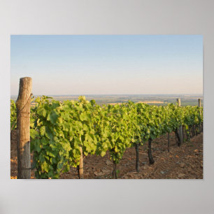 Tokaj wijngaarden, Hongarije Poster