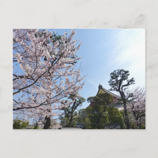 Tokyo Cherry Blossom Sakura Briefkaart (Voorkant)