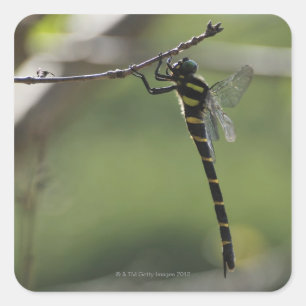 Tokyo Prefecture, Honshu, Japan Vierkante Sticker
