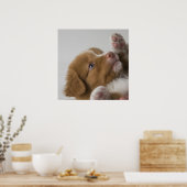 Toller Puppy Poster (Keuken)