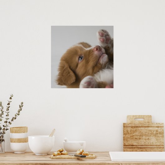 Toller Puppy Poster (Keuken)