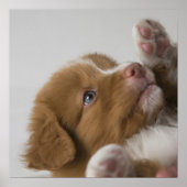 Toller Puppy Poster (Voorkant)