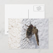 Tolmerus atricapillus briefkaart (Voorkant / Achterkant)