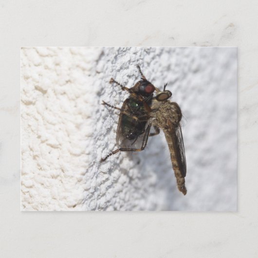 Tolmerus atricapillus briefkaart (Voorkant)