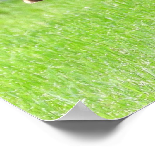 Tom kalkoenveer display  poster (Hoek)