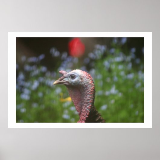 Tom piepen poster (Voorkant)