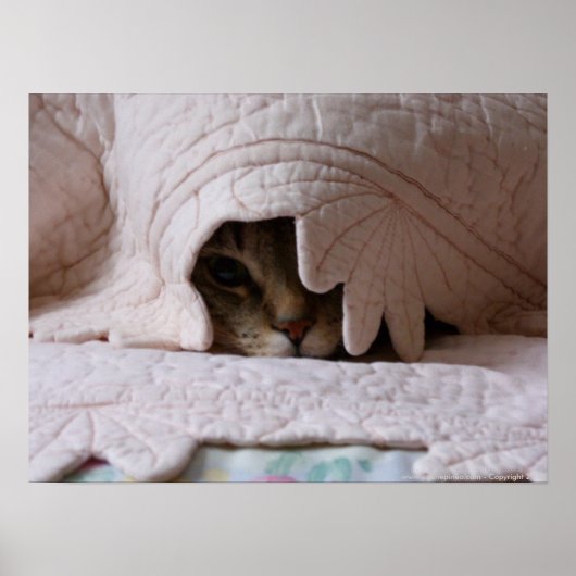 Tom poster (Voorkant)