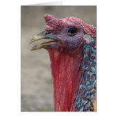 Tom Turkey (Voorkant)