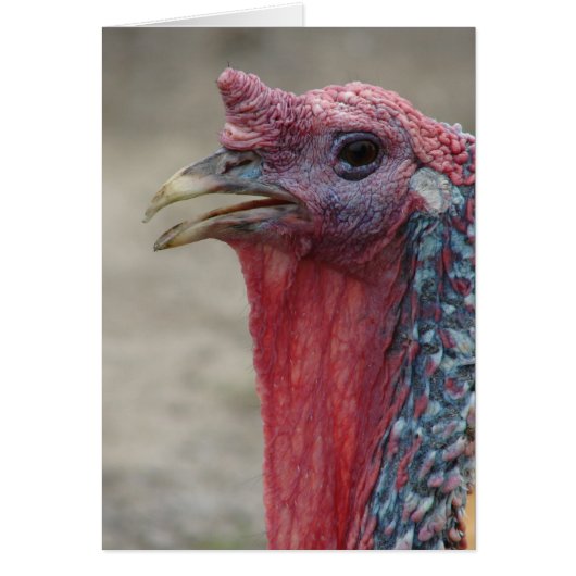 Tom Turkey (Voorkant)