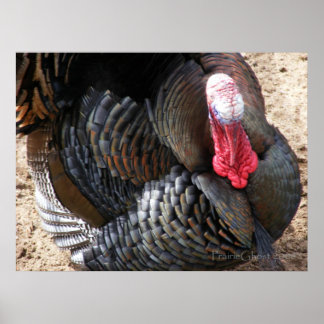 Tom Turkey 1 Poster