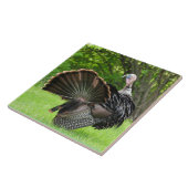 Tom Turkey Feather Display Tegeltje (Zijkant)