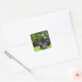 Tom Turkey Feather Display Vierkante Sticker (Envelop)