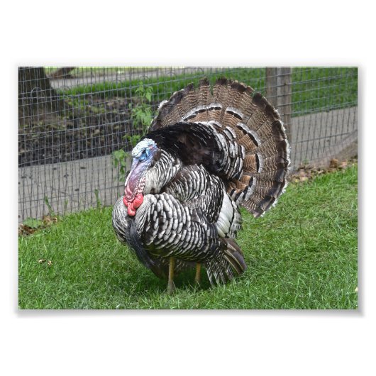 Tom Turkey Foto Afdruk (Voorkant)
