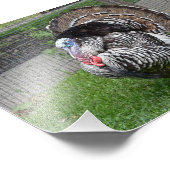 Tom Turkey Foto Afdruk (Hoek)