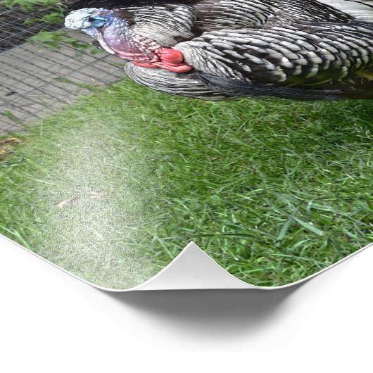 Tom Turkey Foto Afdruk (Hoek)