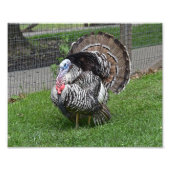 Tom Turkey Foto Afdruk (Voorkant)