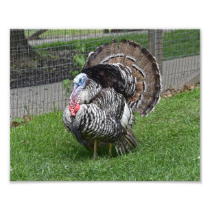Tom Turkey Foto Afdruk