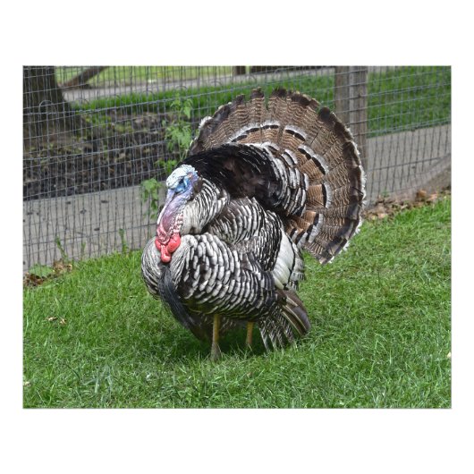 Tom Turkey Foto Afdruk (Voorkant)