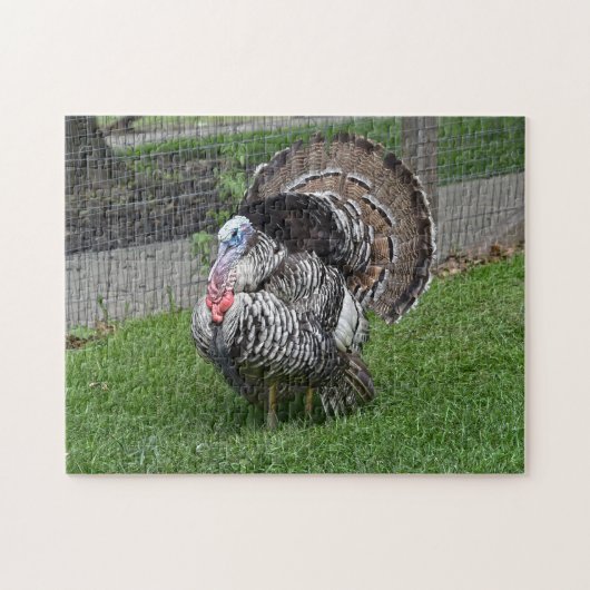 Tom Turkey Legpuzzel (Horizontaal)
