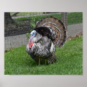 Tom Turkey Poster (Voorkant)