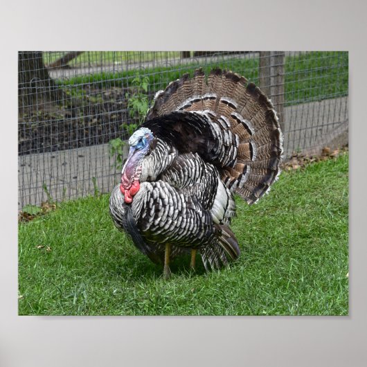 Tom Turkey Poster (Voorkant)