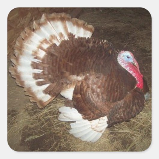 Tom Turkey Stickers (Voorkant)