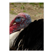 Tom Turkije (Voorkant)