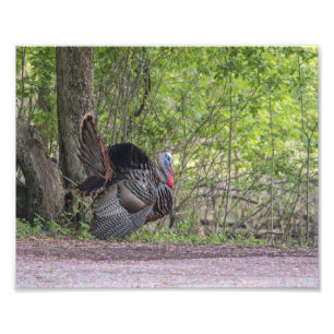 Tom Turkije Strutting Zijn Druk van het Materiaal Foto Afdruk