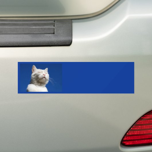 Tom white cat bumpersticker (Op auto)